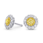 Round Brilliant Yellow Diamond Halo Earrings