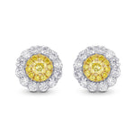 Round Brilliant Yellow Diamond Halo Earrings