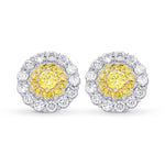 Fancy Vivid Yellow Brilliant Double Halo Earrings